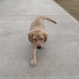 Labrador Retriever Puppies from Cozy Acres Farm Labradors