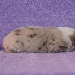 Australian Shepherd Puppies from Starlit Grove Australian Shepherds