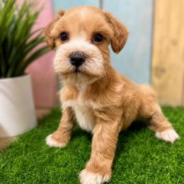 Erica - Wheaten female Miniature Schnauzer puppy in Lufkin, Texas from C&K’s Schnauzer House