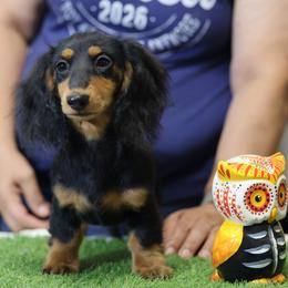 Honey - Black and tan female Dachshund puppy in Lancaster, California from Avignon