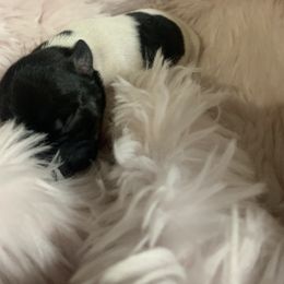 Girl 2 - Black and white Teddy Roosevelt Terrier puppy in Robards, Kentucky from Dream Tree Kennel