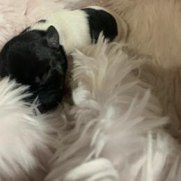 Girl 2 - Black and white Teddy Roosevelt Terrier puppy in Robards, Kentucky from Dream Tree Kennel
