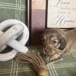 Sunny - Red female Dachshund puppy in Sharon Springs, New York from Show Us The Way Homestead