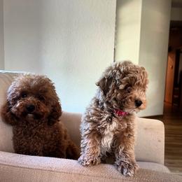 Cavapoo, Cockapoo, Goldendoodle, and Maltipoo Puppies from Perdue Puppies