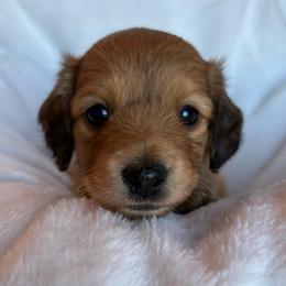 Snickerdoodle - Cream female Dachshund puppy in West Plains, Missouri from Little Legs Legacy