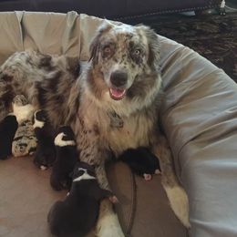 Australian Shepherd Puppies from Big Sky Aussies