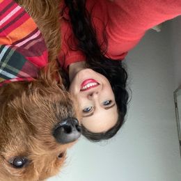 Labradoodle All Grown Up from Jaci Schork's Labradoodles