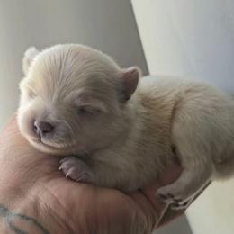 Romeo - Cream male Pomeranian puppy in Los Angeles, California from Pommies of LA