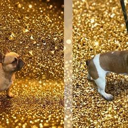 French Bulldog puppies from In the Name of Fluff