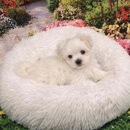 Jasper - White male Maltese puppy in North Myrtle Beach, South Carolina from Perfect Puppies