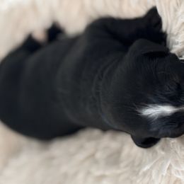 Bernedoodle Puppies from Reeces Pieces Puppies