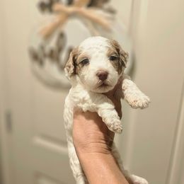 Dozer - Parti male Poodle puppy in Casa Grande, Arizona from Arizona's Once Upon A Boston and Poodle ❤️