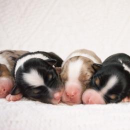 Australian Shepherd Puppies from Huckleberry Hill Aussies LLC.
