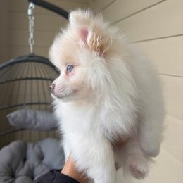 Waffles AKC - Cream parti male Pomeranian puppy in Hampton, Virginia from Hearts Of Love