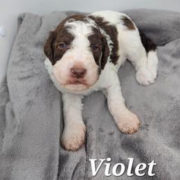 Violet - Parti female Poodle puppy in Dover, Delaware from Dogtastic Poodles