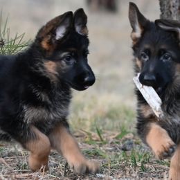 German Shepherd puppies from Vom Dortmunder German Shepherds