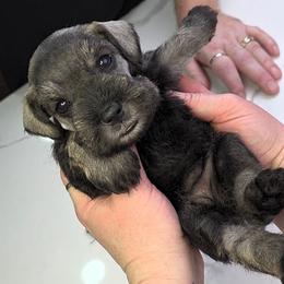Dorothy - Salt and pepper female Miniature Schnauzer puppy in Coarsegold, California from Halo Schnauzer