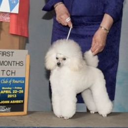 Poodles from Omar's Poodles