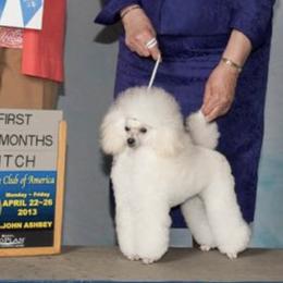 Poodles from Omar's Poodles