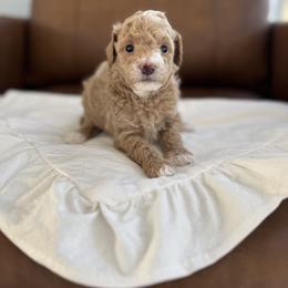 Mint - Cream female Poodle puppy in Twin Lake, Michigan from Paige's Poodles