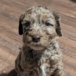 Albus - Merle male Sheepadoodle puppy in Austin, Texas from Darling Doodles