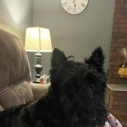 Scottish Terrier All Grown Up from Rudy’s Scottish Terrier