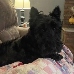 Scottish Terrier All Grown Up from Rudy’s Scottish Terrier
