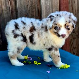 Denali - Red merle female Miniature Australian Shepherd puppy in Stevinson, California from Aussies De Linares