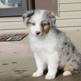 Australian Shepherd Puppies from Little Creek Acres Australian Shepherds