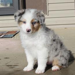 Australian Shepherd Puppies from Little Creek Acres Australian Shepherds