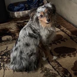 Bluebell - Toy Australian Shepherd
