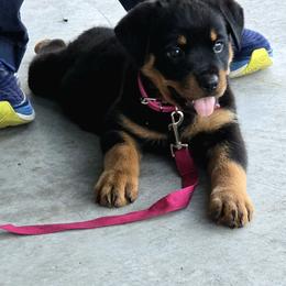 Border Collie and Rottweiler Puppies from K&R RANCH KENNELS