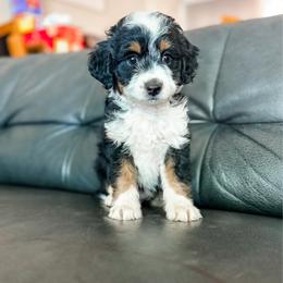 Trixie - Tri-color female Bernedoodle puppy in Saint George, Utah from Fitzdoodles