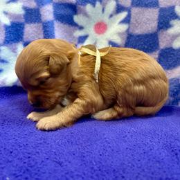 Gold Collar - Apricot female Goldendoodle puppy in Denison, Iowa from Violet View Iowa Goldendoodles