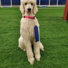 Poodle All Grown Up from Illini Spirit Standard Poodles