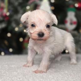 Gunner - White male Miniature Schnauzer puppy in Magalia, California from NorCal Schnauzers