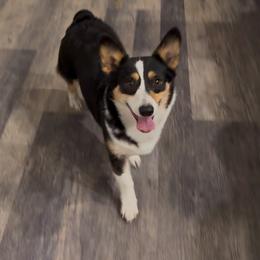 Chela - Black and tan female Pembroke Welsh Corgi puppy in Summerfield, Florida from Promise Land Farm