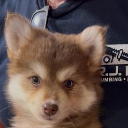 Porsche - Chocolate female Pomsky puppy in Spring Hill, Florida from PDQ Pomskies