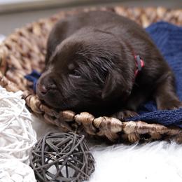 Labrador Retriever Puppies from AGL Retrievers