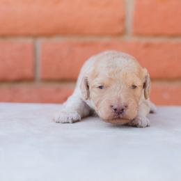 Aussiedoodle and Goldendoodle Puppies from Ever After Doodles Arizona
