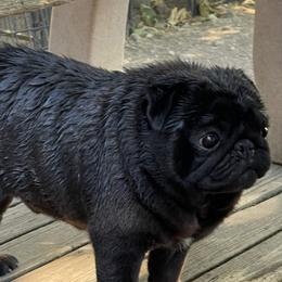 Martin - Pug