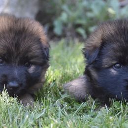 German Shepherds from North Mountain Shepherds