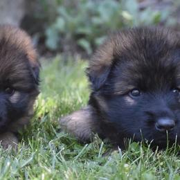 German Shepherds from North Mountain Shepherds