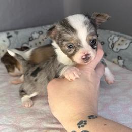 Blue Merle - Blue merle male Chihuahua puppy in Sherwood, Arkansas from Bartelt Breeders