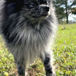 Pomeranians from One Moore Pom