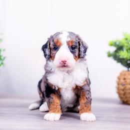 Boy 4 - male Bernedoodle puppy in Arthur, Illinois from Central Illinois Bernedoodles