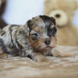 Twix - Merle male Shihpoo puppy in Nickelsville, Virginia from The Teddybear Shihpoo