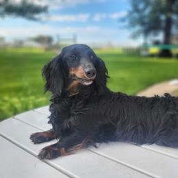 Riley - Dachshund