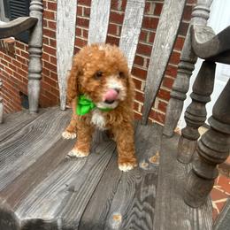 Dante - Red  male Goldendoodle puppy in Mint Hill, North Carolina from DoodleForever