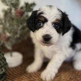 Bernedoodle Puppies from Little Diamond Doodles